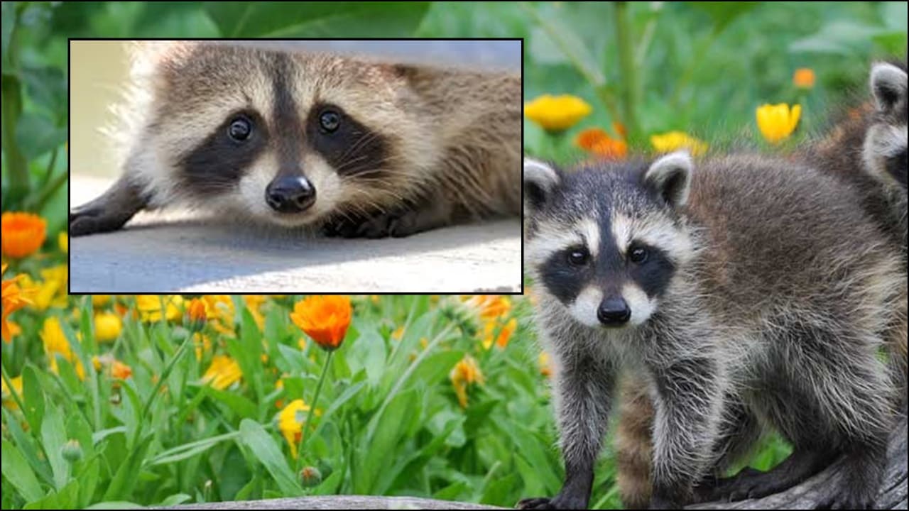 A raccoon near a garden fence, with plants protected by simple deterrents like mesh and natural barriers.