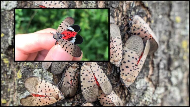 Methods for controlling spotted lanternfly infestations in a yard.