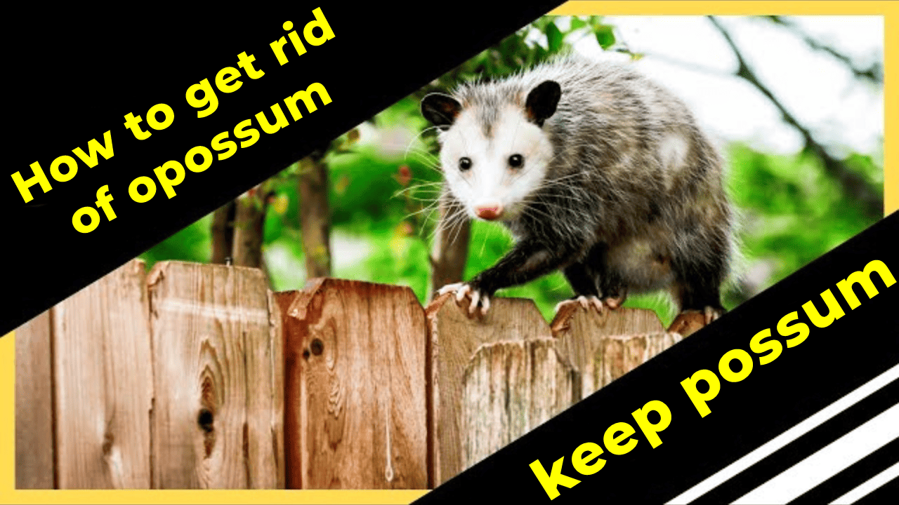 Humane opossum trap set in a backyard to safely capture and remove