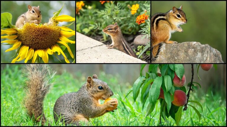 Garden protected by fences and natural deterrents to keep chipmunks and squirrels away.