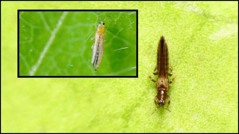 Close-up of a thrips insect on a green leaf, showcasing its small size and damage to foliage.