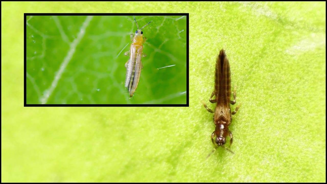Close-up of a thrips insect on a green leaf, showcasing its small size and damage to foliage.
