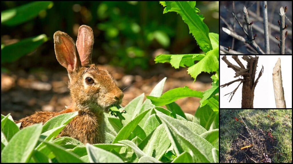 Signs of rabbit damage on garden plants, including chewed leaves and gnawed stems.